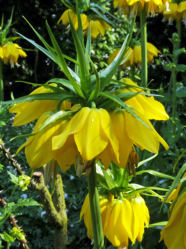 Frit. Imperialis Lutea