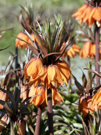 Frit. Imperialis Sunset