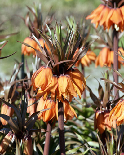 Frit. Imperialis Sunset