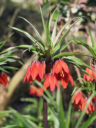 Frit. Imperialis Rubra - tulipanshop.hu virághagyma