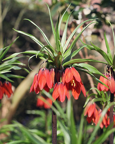 Frit. Imperialis Rubra - tulipanshop.hu virághagyma