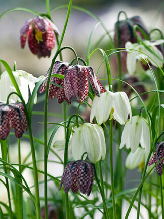 Fritillaria Meleagris