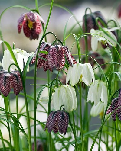 Fritillaria Meleagris