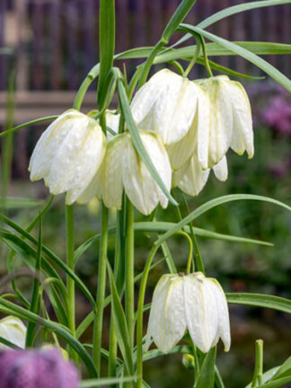 Fritillaria Meleagris Alba