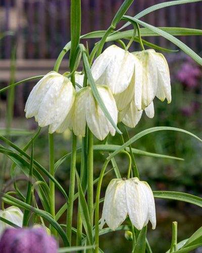 Fritillaria Meleagris Alba