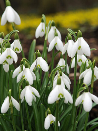 Galanthus Elwesii