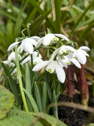 Galanthus Flore Pleno