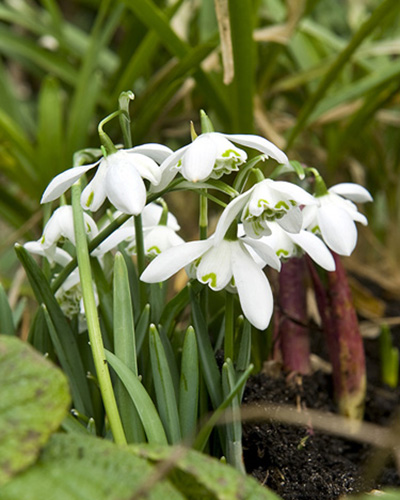Galanthus Flore Pleno