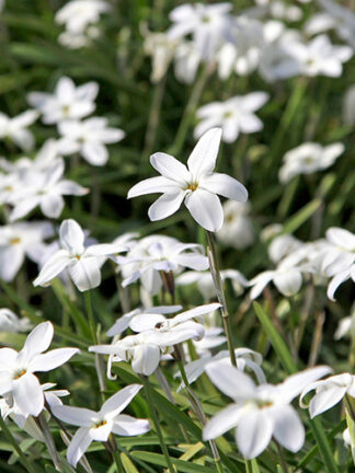 Ipheion Albert Castillo