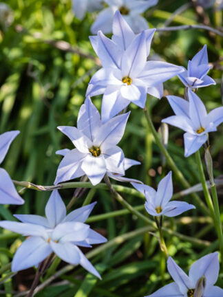 Ipheion Wisley Blue