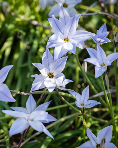 Ipheion Wisley Blue
