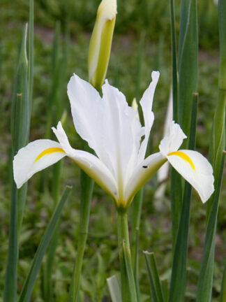 Irisz White