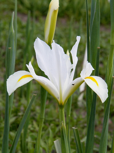 Irisz White