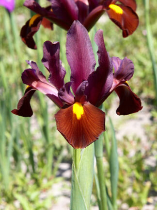 Irisz Red Ember