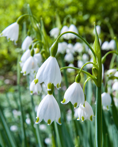 Leucojum Aestivum