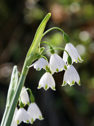 Leucojum Gravetye Giant virághagyma
