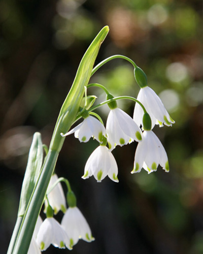 Leucojum Gravetye Giant virághagyma