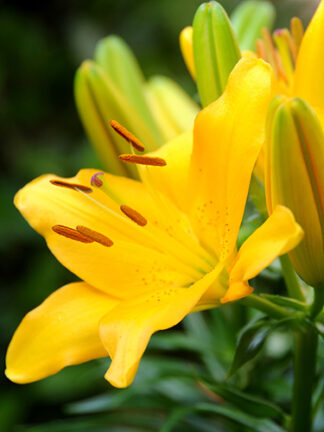 Liliom Yellow