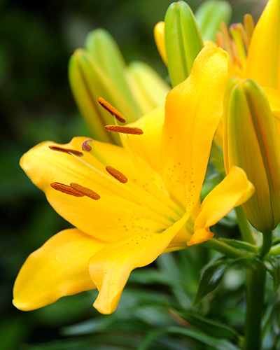 Liliom Yellow