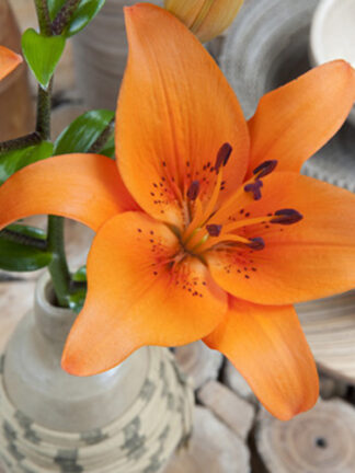 Liliom Orange