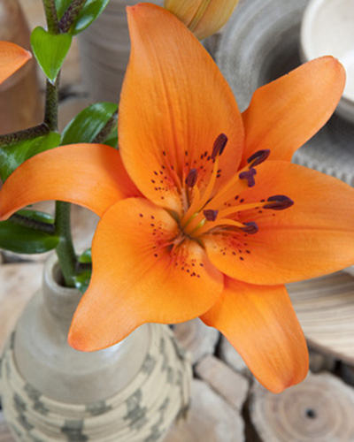Liliom Orange