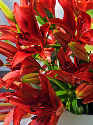 Liliom Red