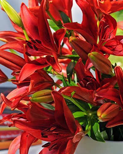 Liliom Red