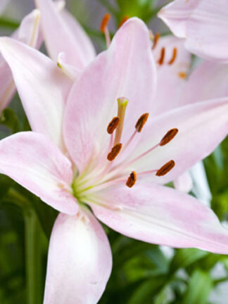 Liliom Pink