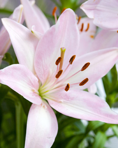 Liliom Pink