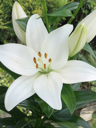 Liliom White
