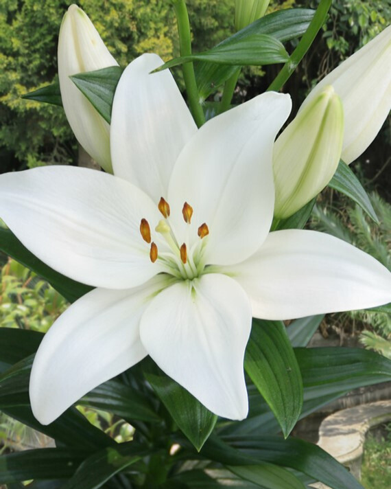 Liliom White