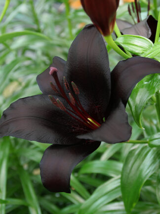 Liliom Black