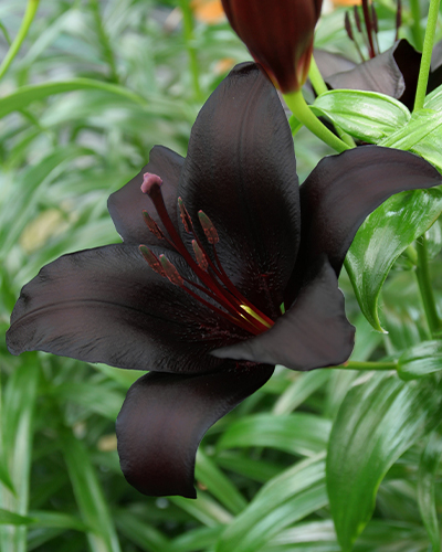 Liliom Black
