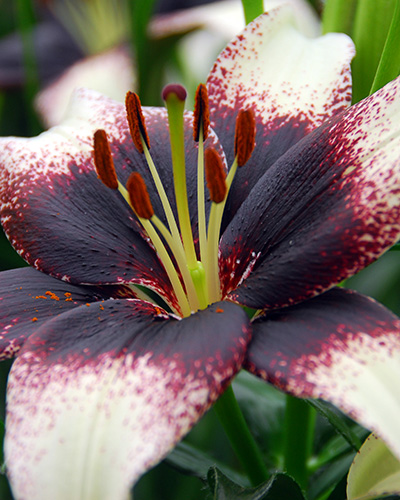 Liliom Black-White