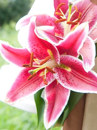 Liliom Red-White liliom, virághagyma