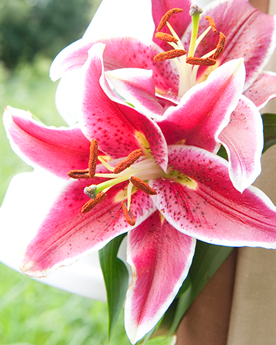 Liliom Red-White liliom, virághagyma