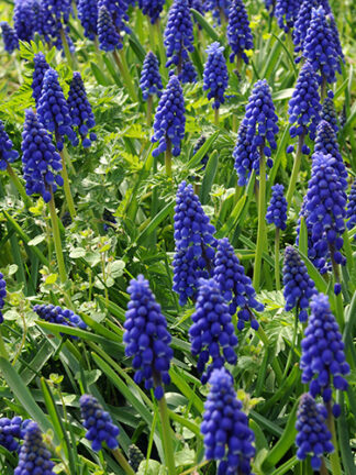 Muscari Armeniacum