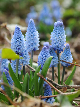 Muscari Azureum