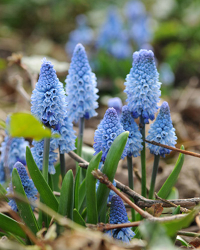 Muscari Azureum