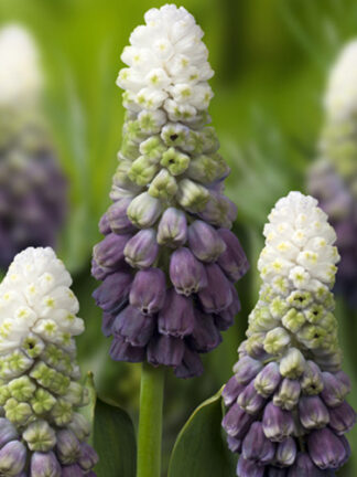 Muscari Grape Ice