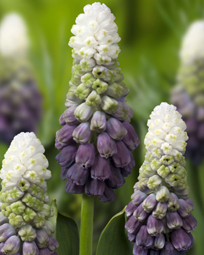 Muscari Grape Ice