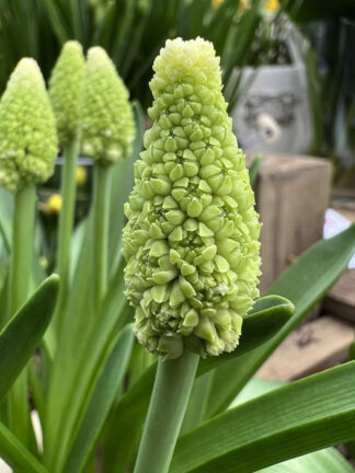 Muscari Lady Madonna