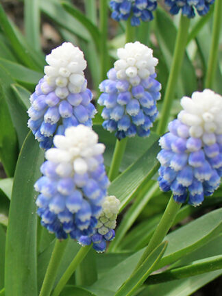 Muscari Mountain Lady