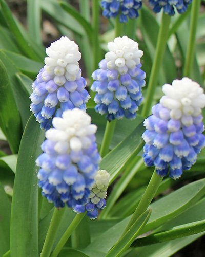 Muscari Mountain Lady