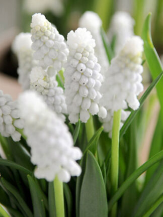Muscari White Magic