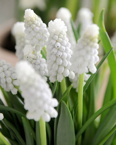 Muscari White Magic