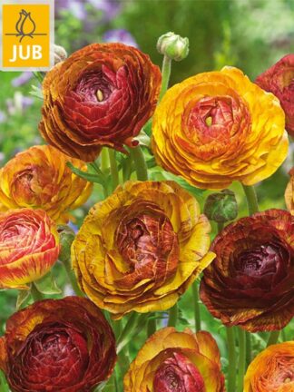 Ranunculus Cafe au Lait