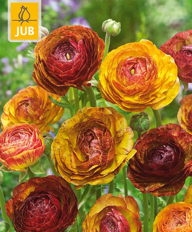 Ranunculus Cafe au Lait