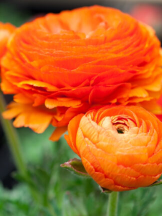 Ranunculus Orange