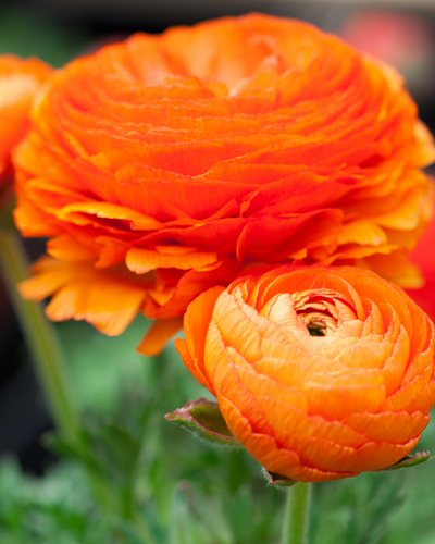 Ranunculus Orange